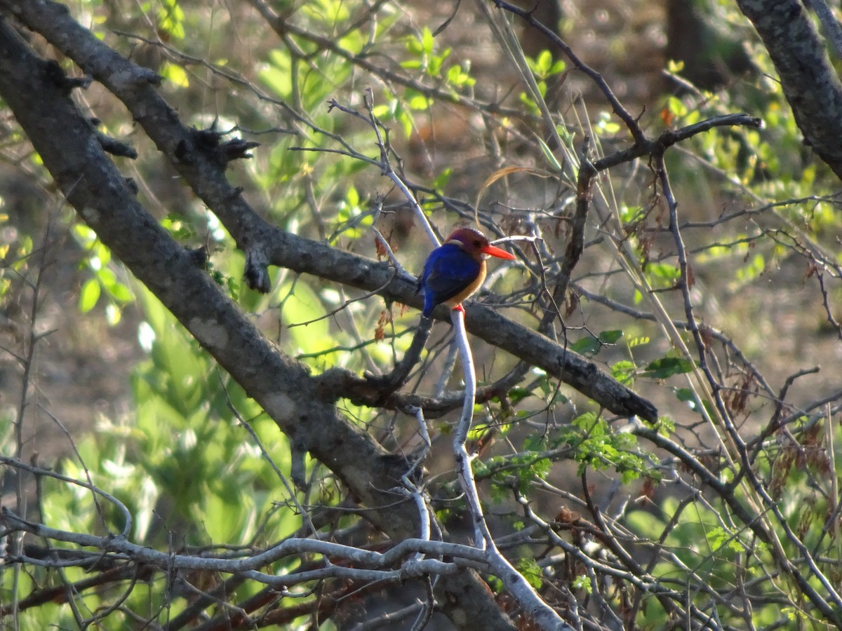 African Pygmy Kingfisher - Claire Bélanger