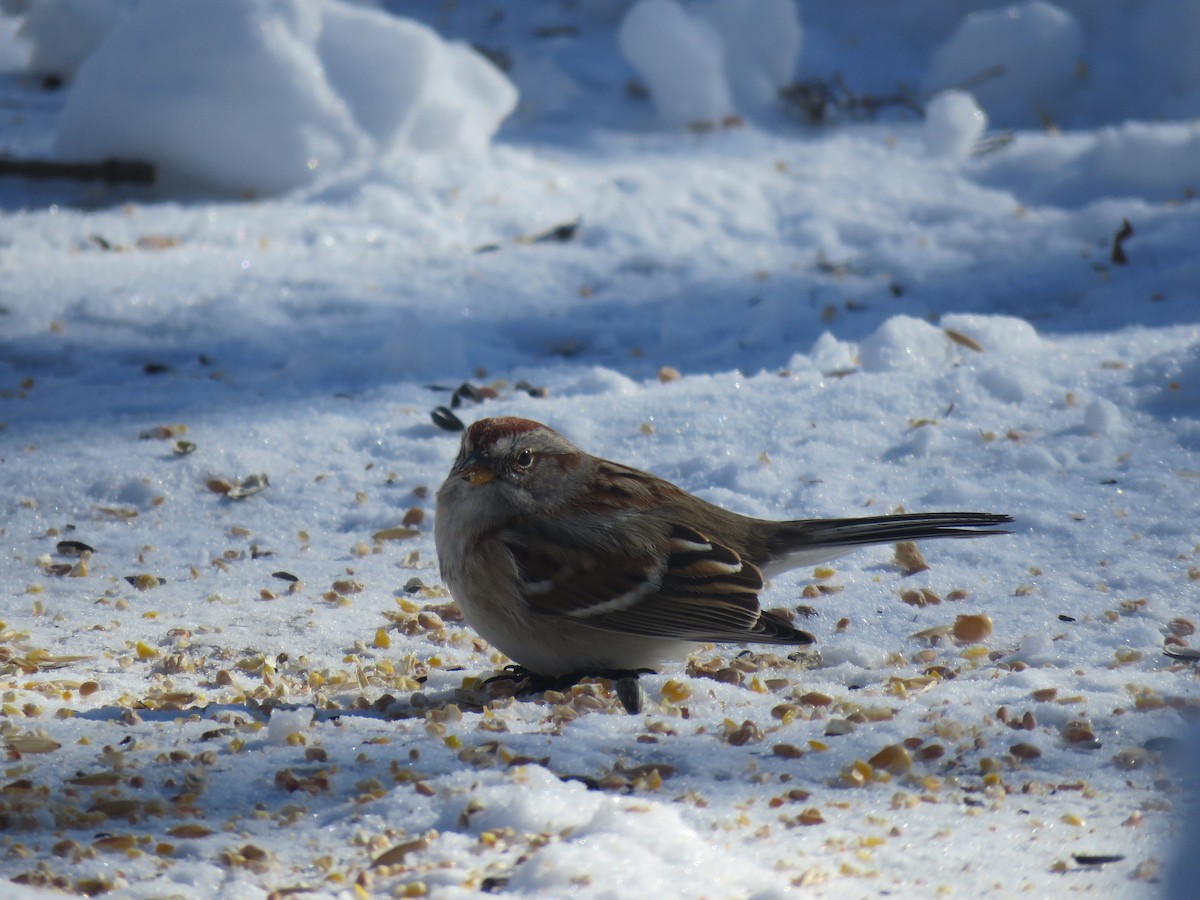 American Tree Sparrow - ML141636951