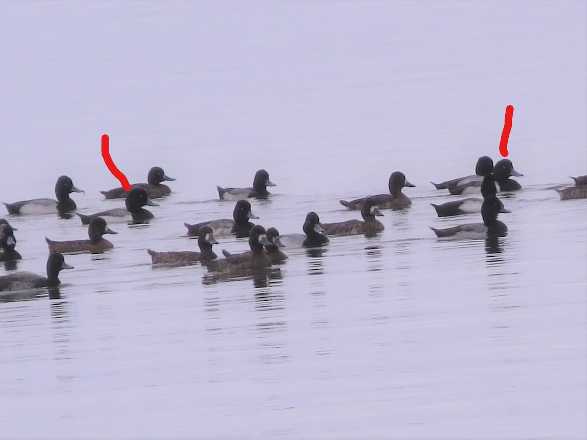 Greater Scaup - Audrey Whitlock