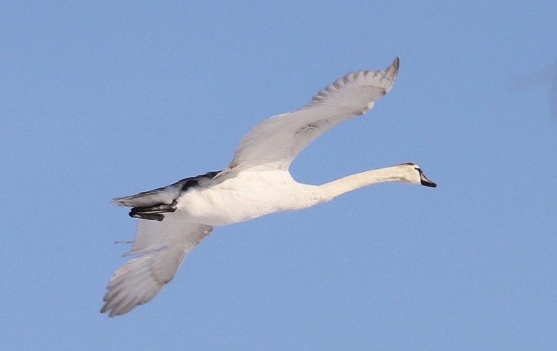 Mute Swan - Lenore Charnigo