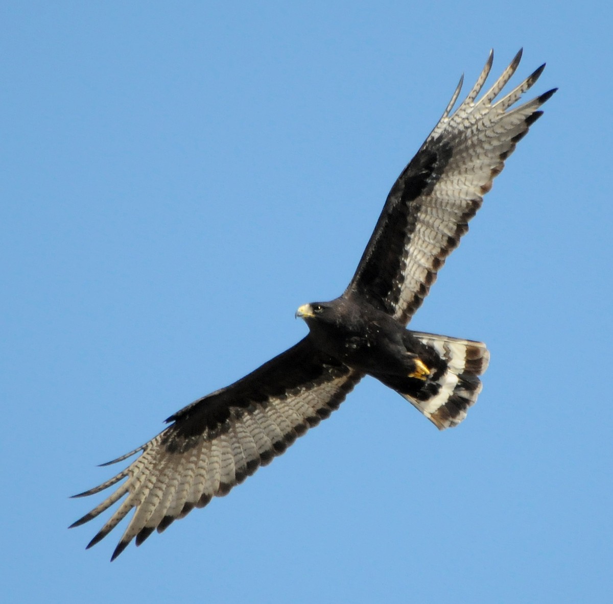 Zone-tailed Hawk - Steven Mlodinow