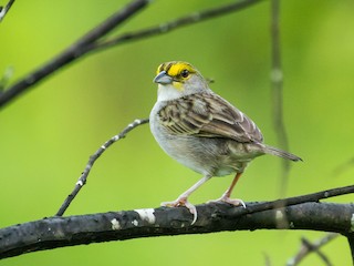 Yellow-browed Sparrow - eBird