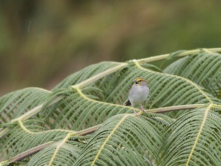 Yellow-browed Sparrow - eBird