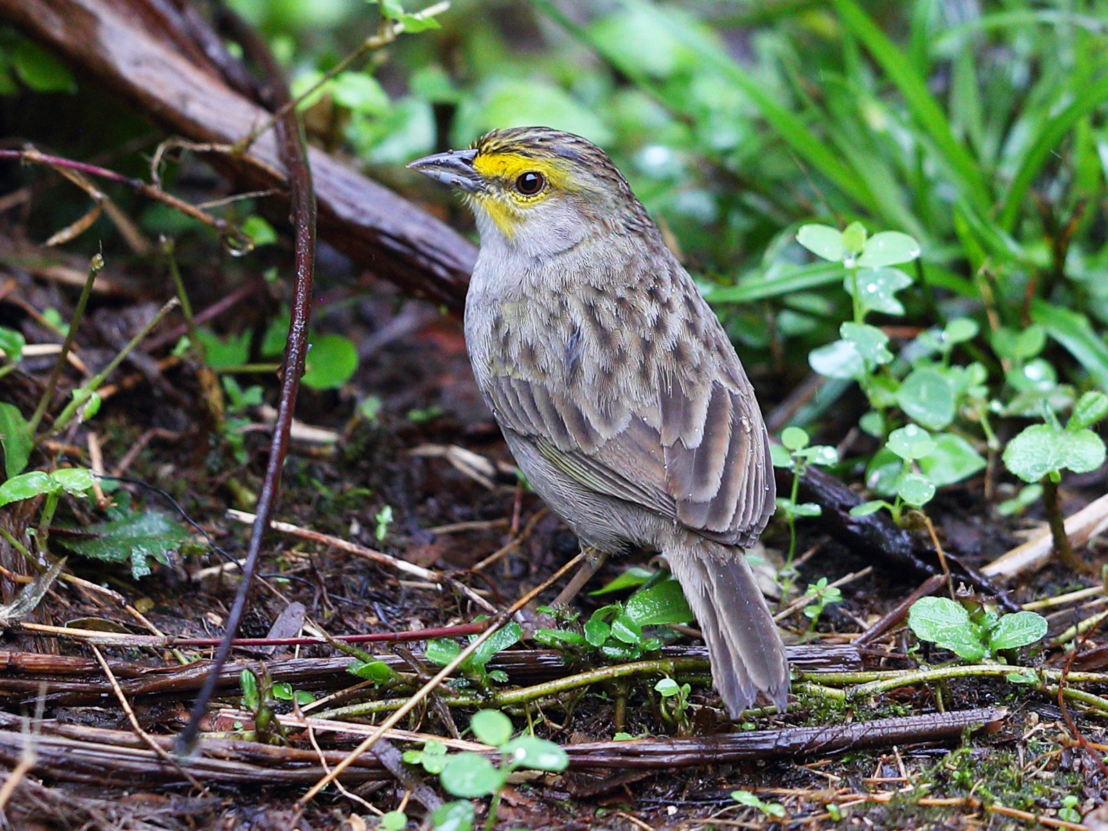 Yellow-browed Sparrow - Jon Irvine