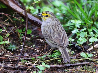 sparrow AR×yellow moon sparrow AR×yellow moon Mooneyes (Moon