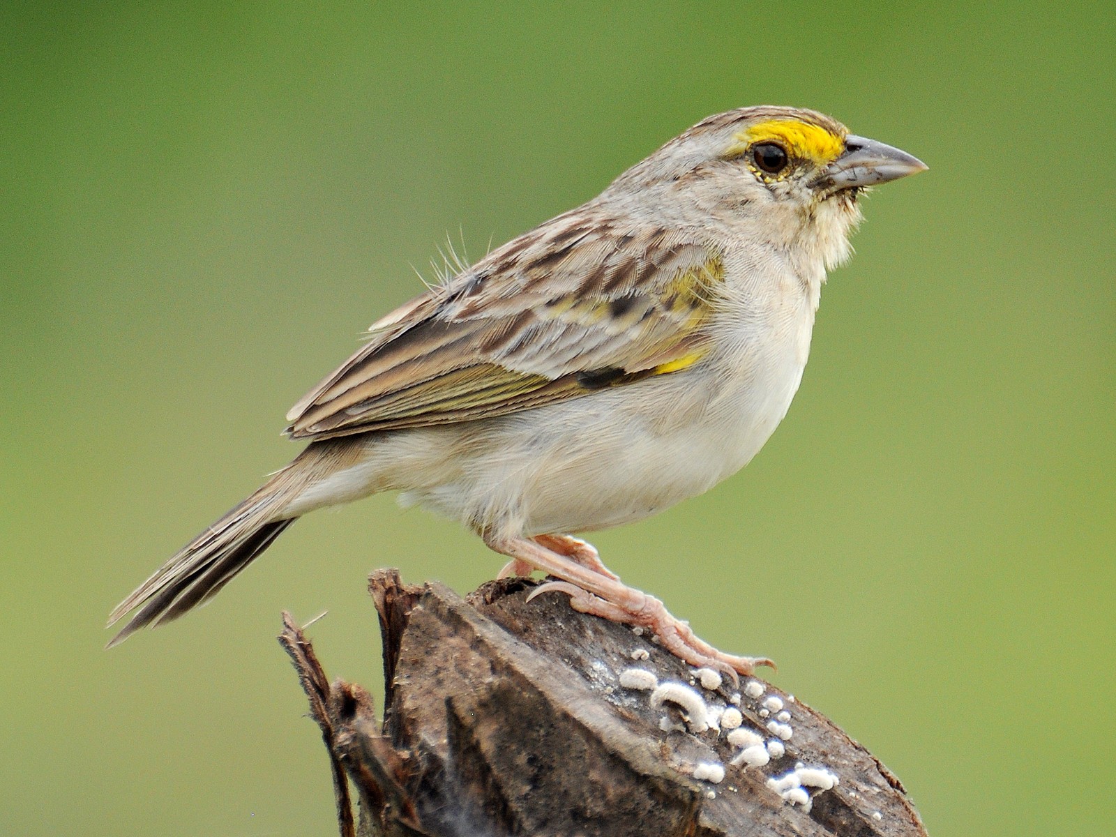 Yellowbrowed Sparrow eBird