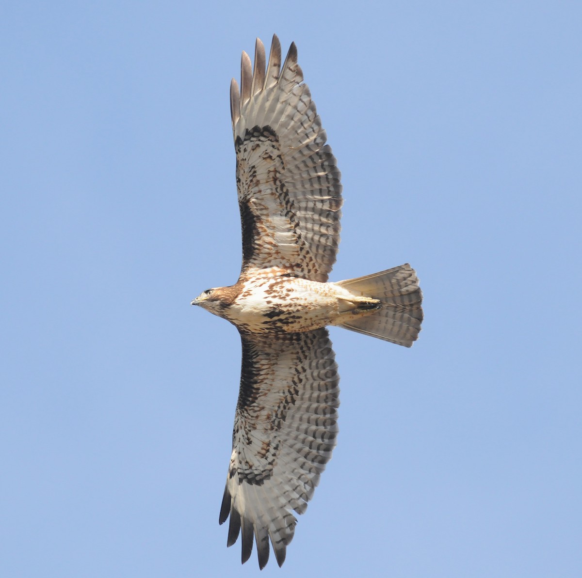 Red-tailed Hawk (calurus/alascensis) - Steven Mlodinow