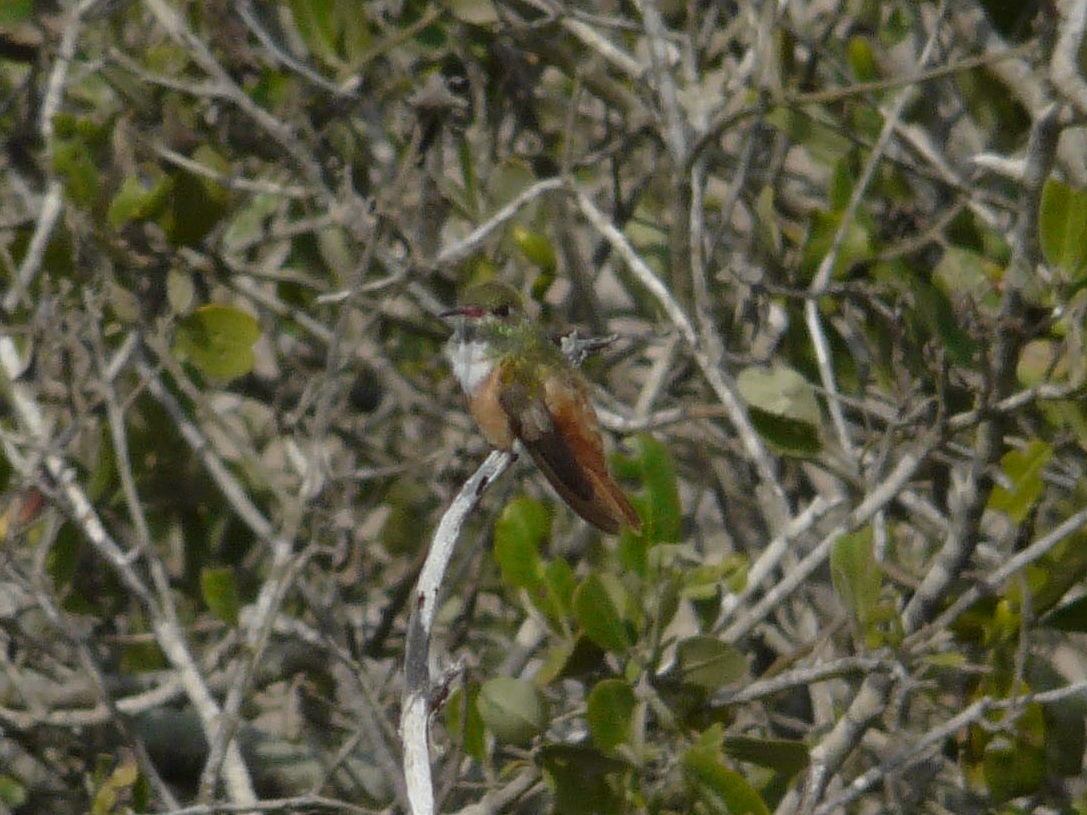 Amazilia Hummingbird - Paul Suchanek