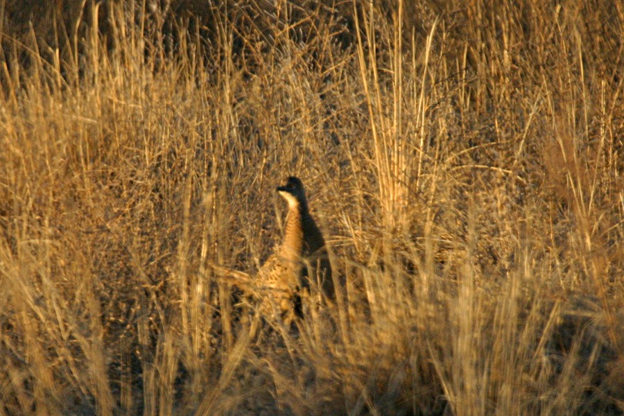 Ring-necked Pheasant - Jonathan Dowell