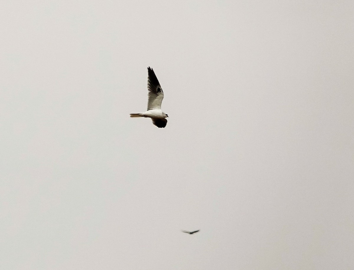White-tailed Kite - Sophia Wong