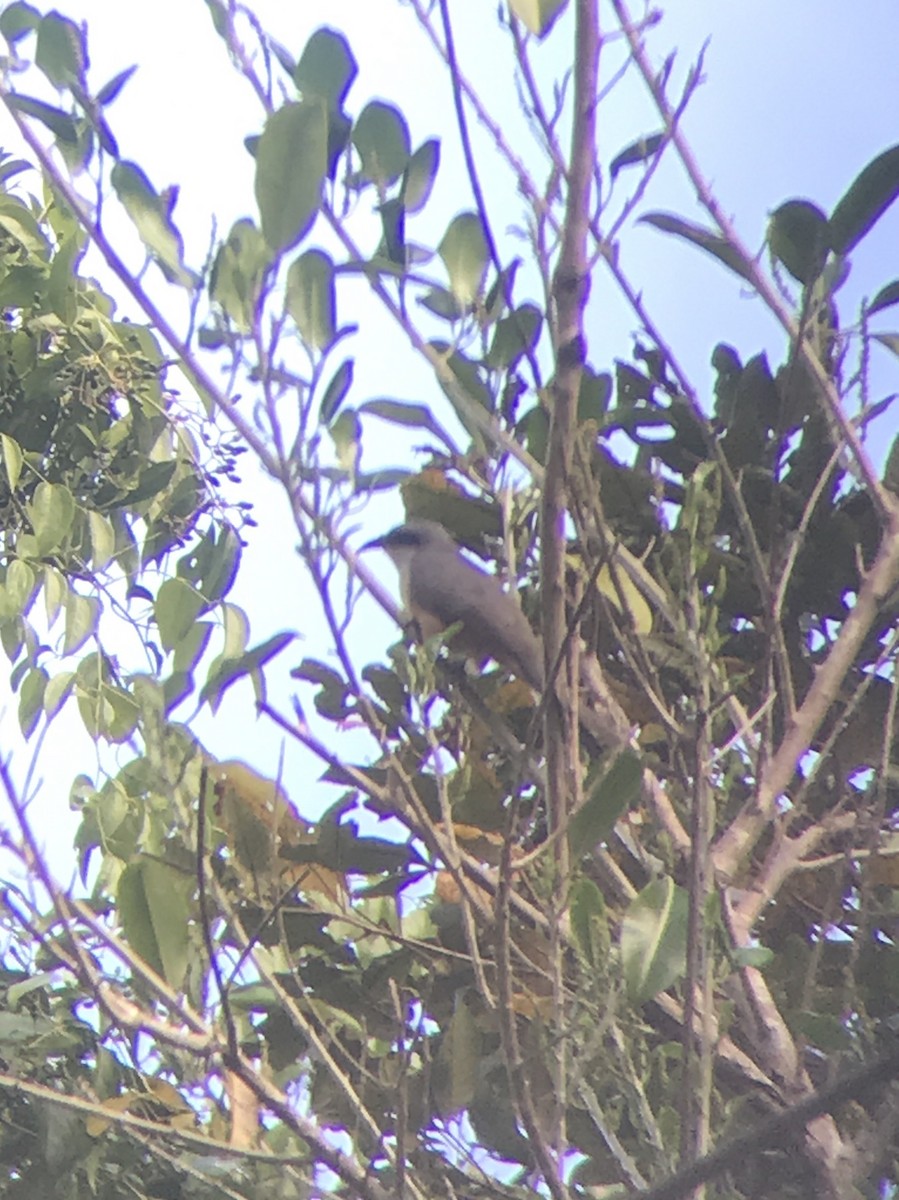 Mangrove Cuckoo - James Leone