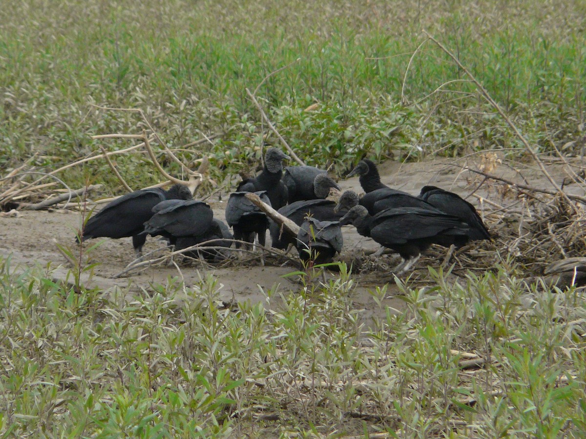 Black Vulture - ML141641011