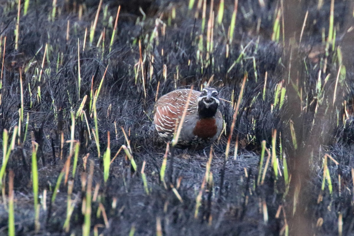 Madagascar Partridge - ML141641031