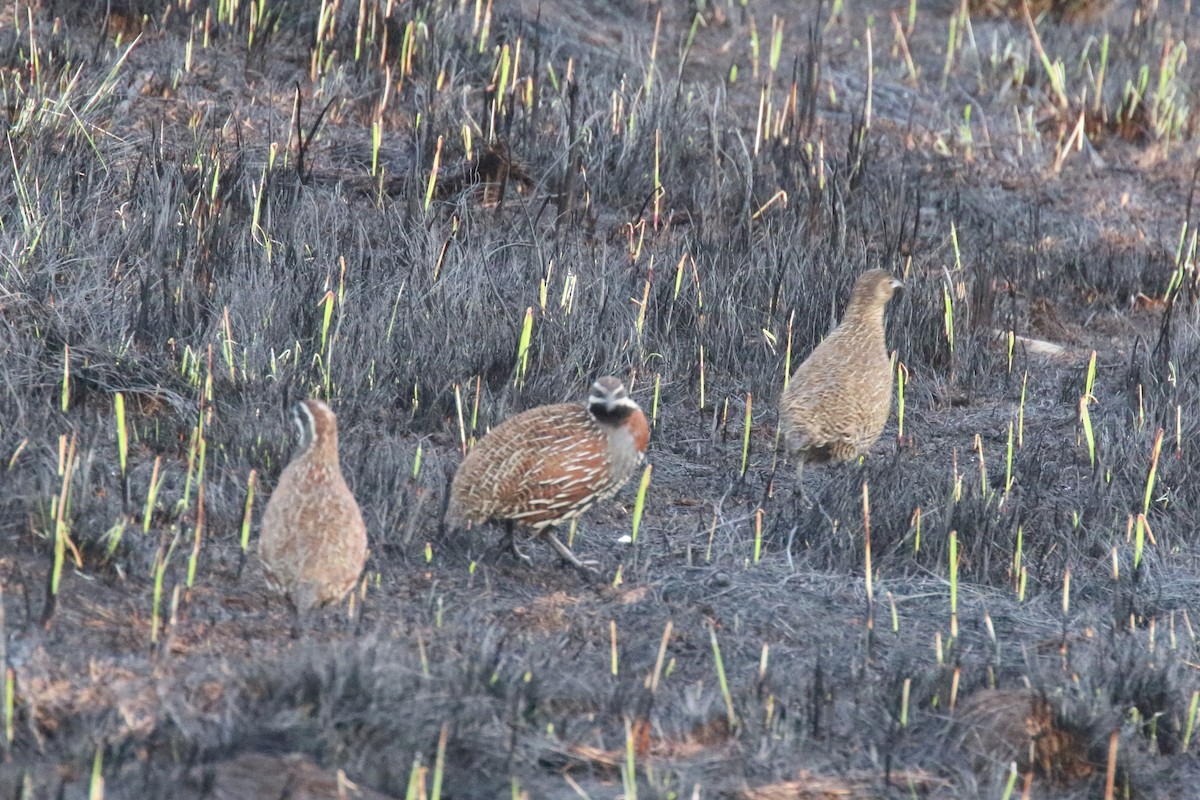 Madagascar Partridge - ML141641051
