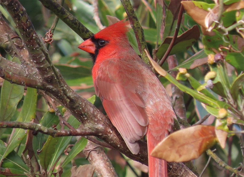 Cardinal rouge - ML141642361
