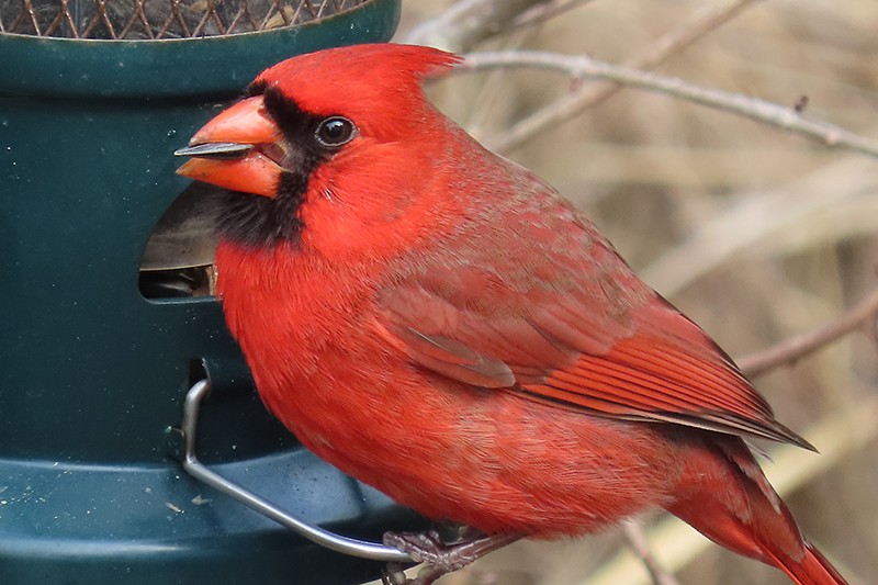 Cardinal rouge - ML141642371