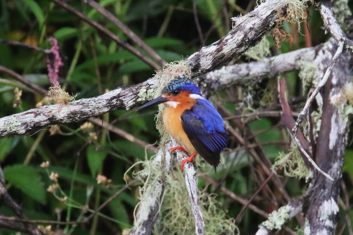 Malagasy Kingfisher - Stephen Gast