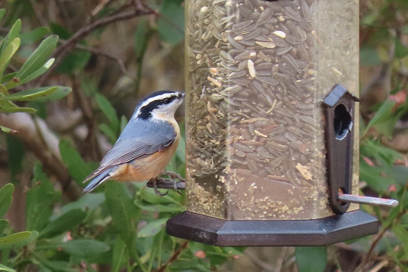 Red-breasted Nuthatch - ML141642701