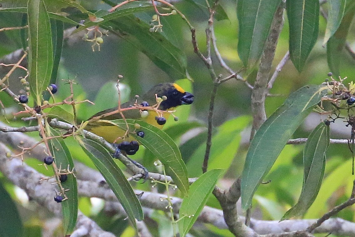 Thick-billed Euphonia (Black-tailed) - ML141642781