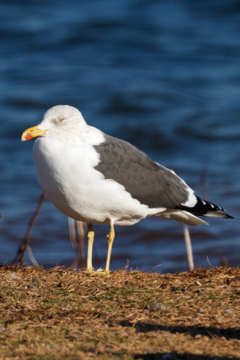 Lesser Black-backed Gull - Jason McKirahan