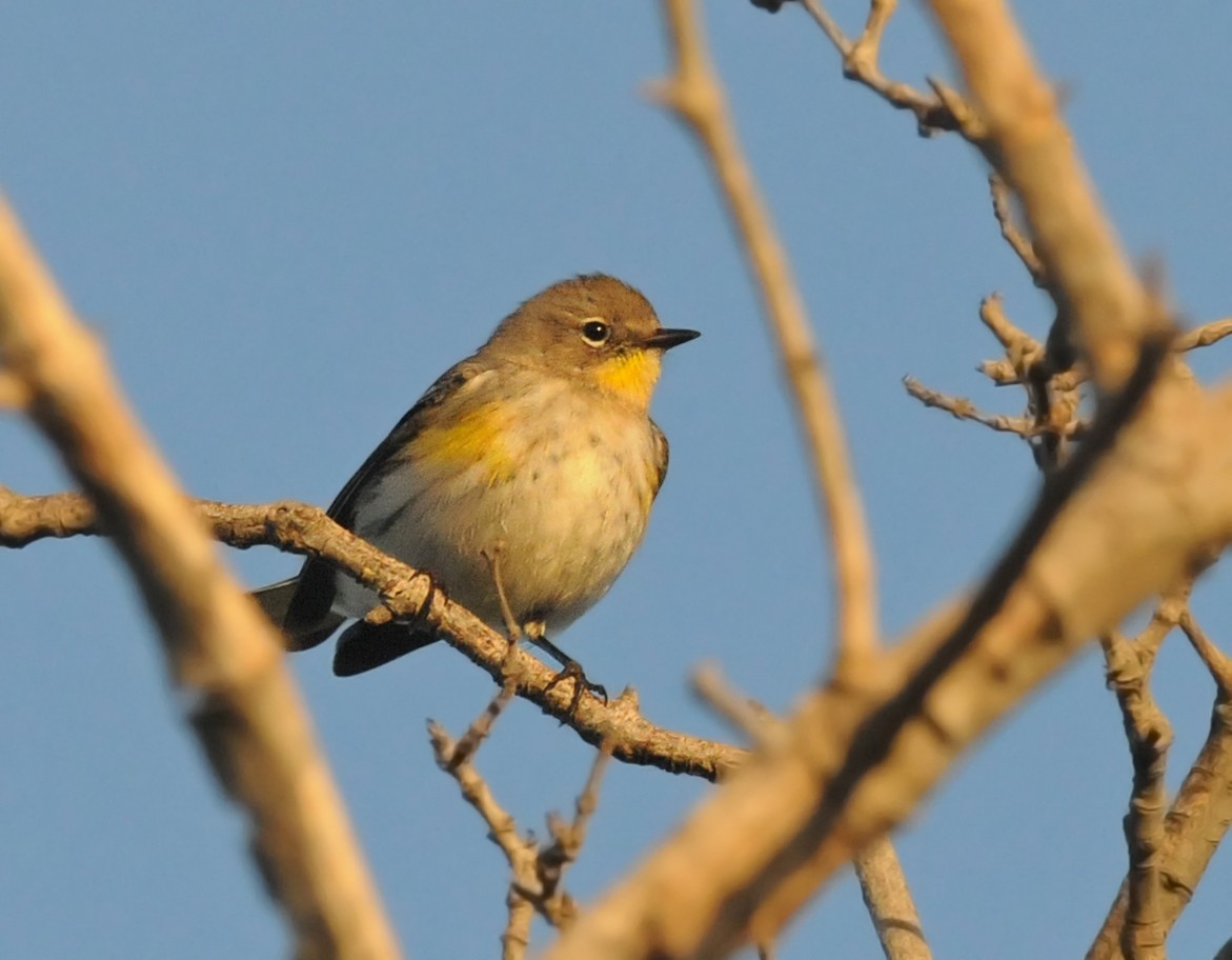 Yellow-rumped Warbler (Audubon's) - ML141643051