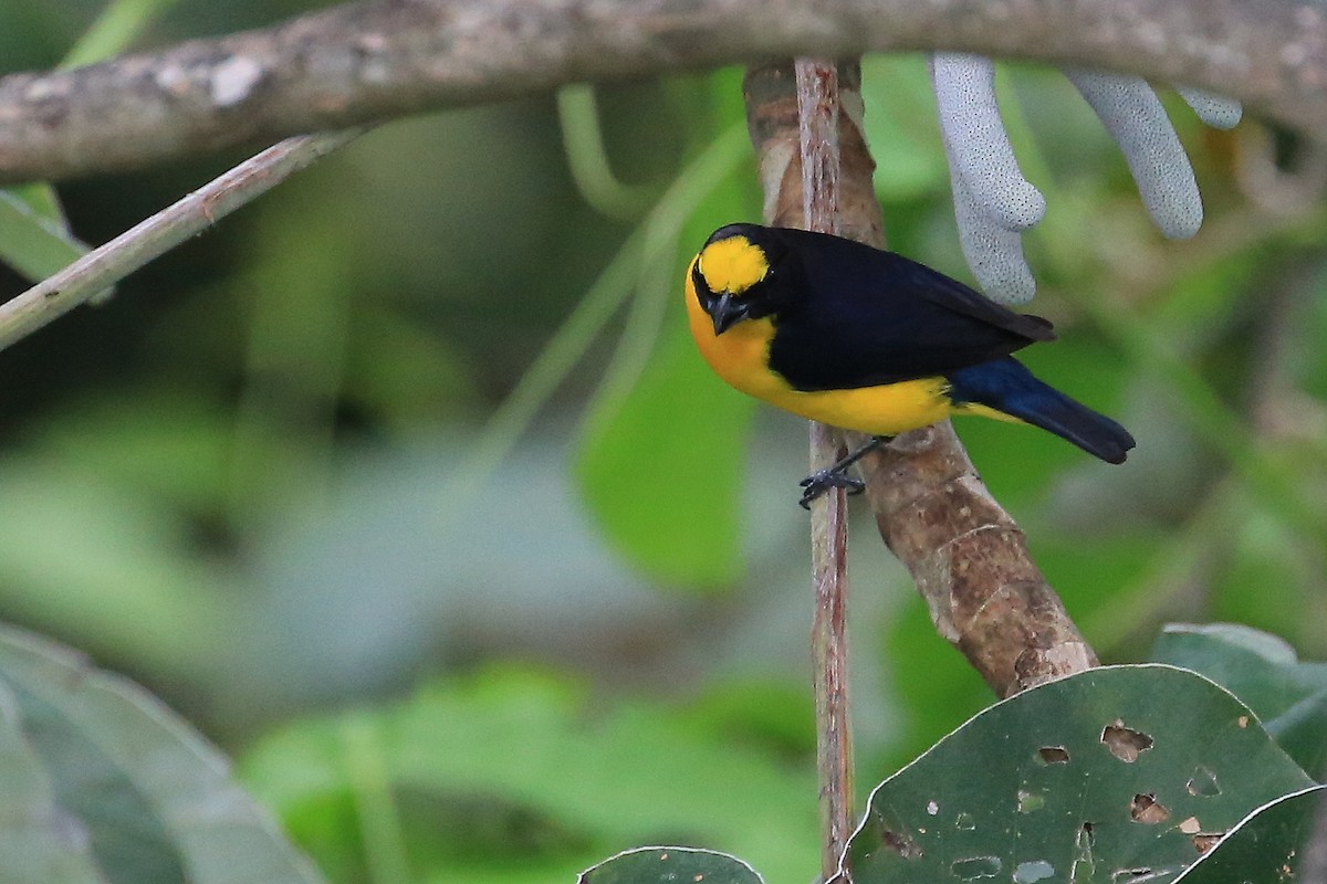 Thick-billed Euphonia (Black-tailed) - ML141643781