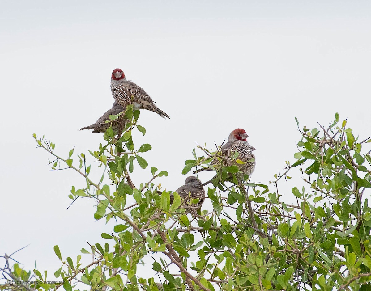Red-headed Finch - Rogério Rodrigues