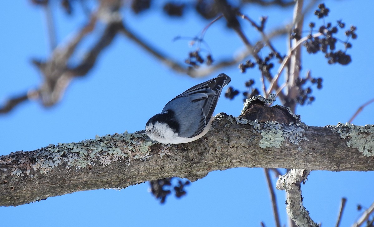 White-breasted Nuthatch - Cristina Hartshorn