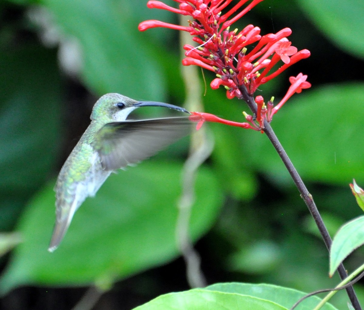 kolibřík tmavoprsý - ML141644321