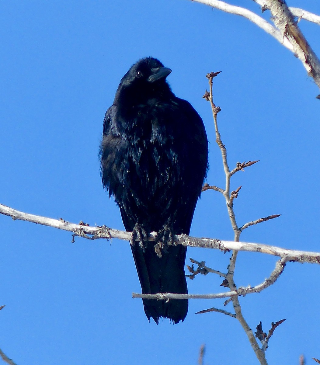 American Crow - ML141644551