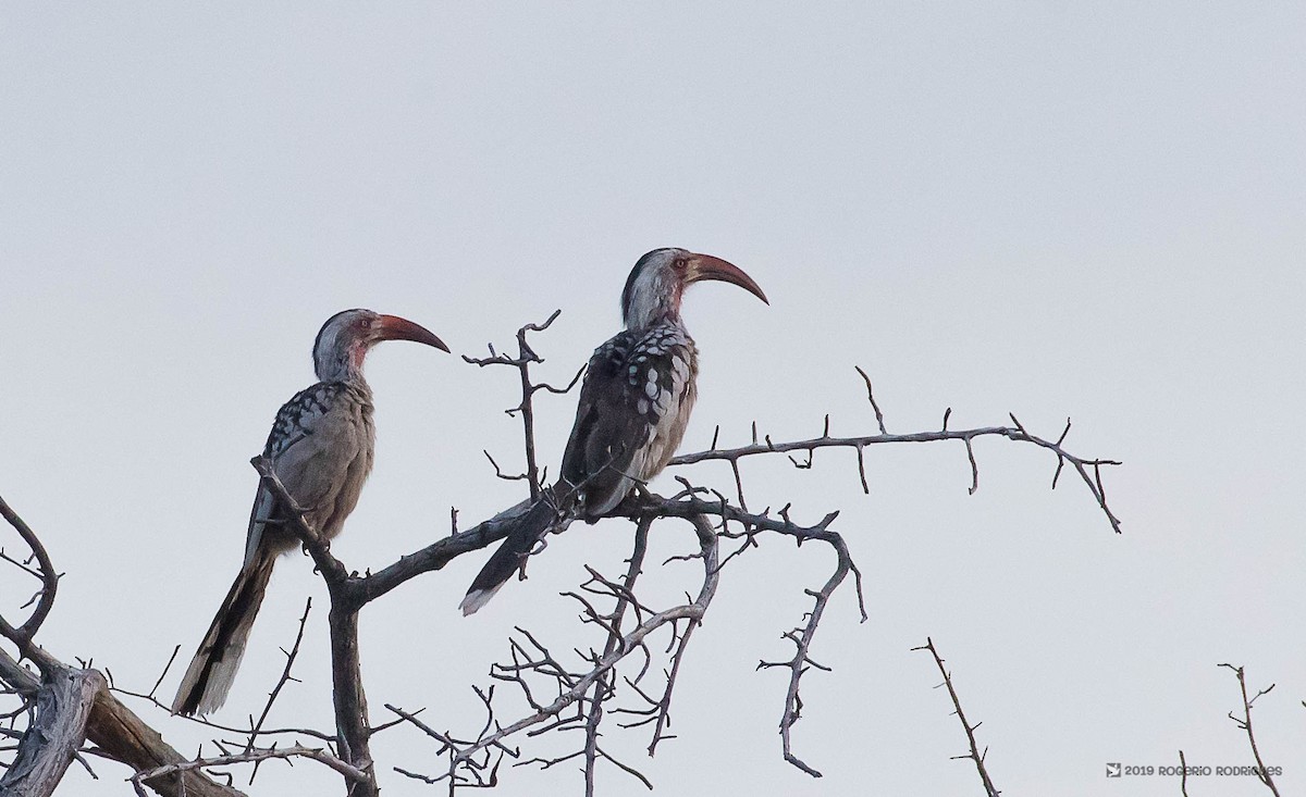 Southern Red-billed Hornbill - Rogério Rodrigues