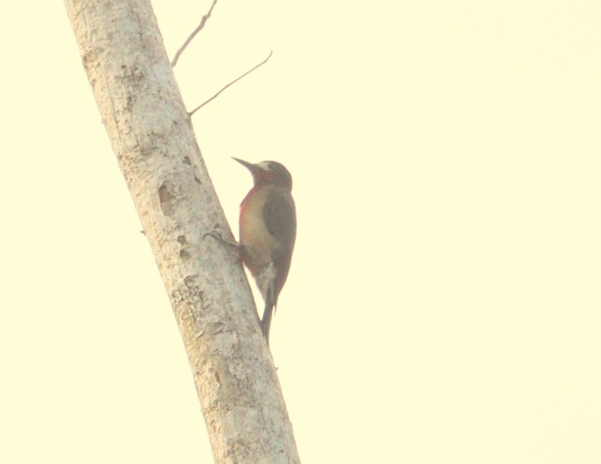 Puerto Rican Woodpecker - ML141644761