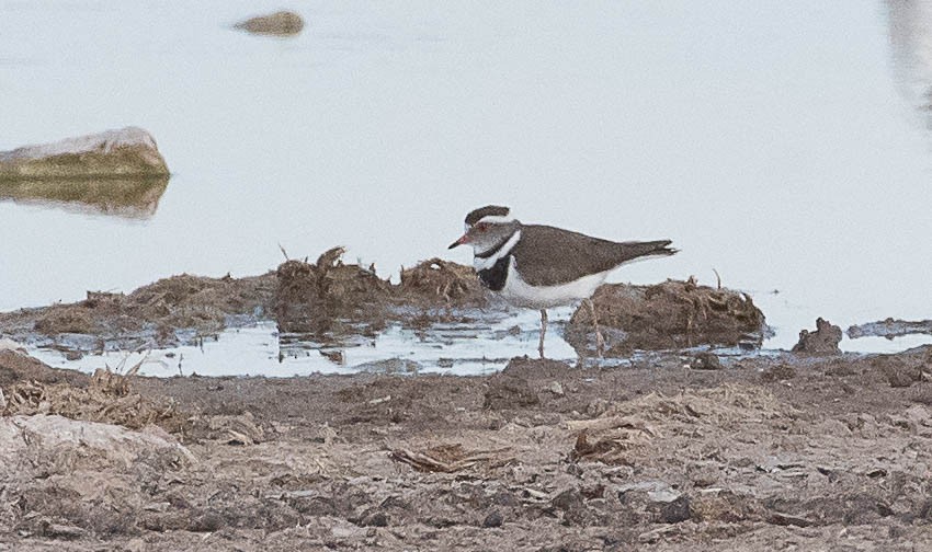 Three-banded Plover - Rogério Rodrigues