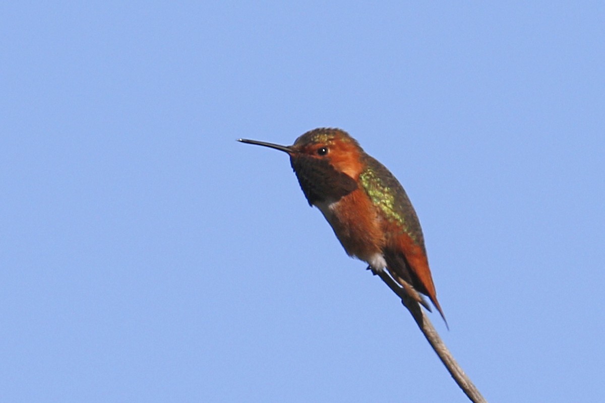 Allen's Hummingbird - Donna Pomeroy