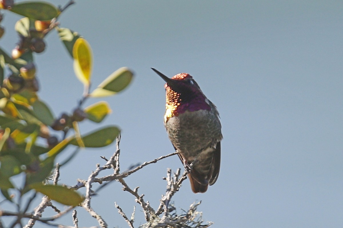 Anna's Hummingbird - ML141644921