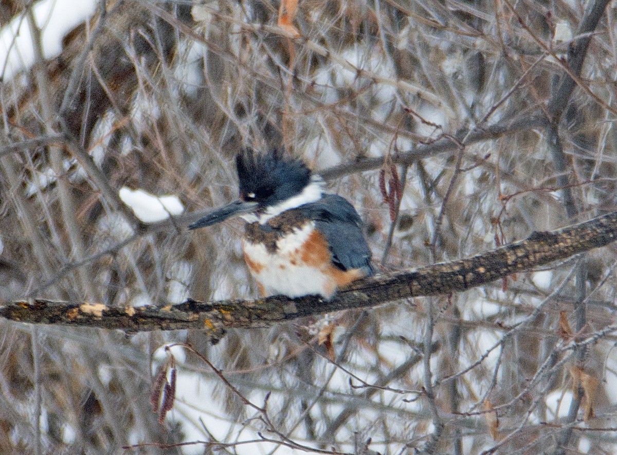 Belted Kingfisher - Dale Pate