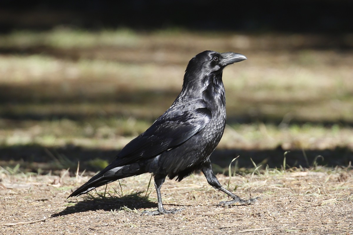 Common Raven - ML141645111