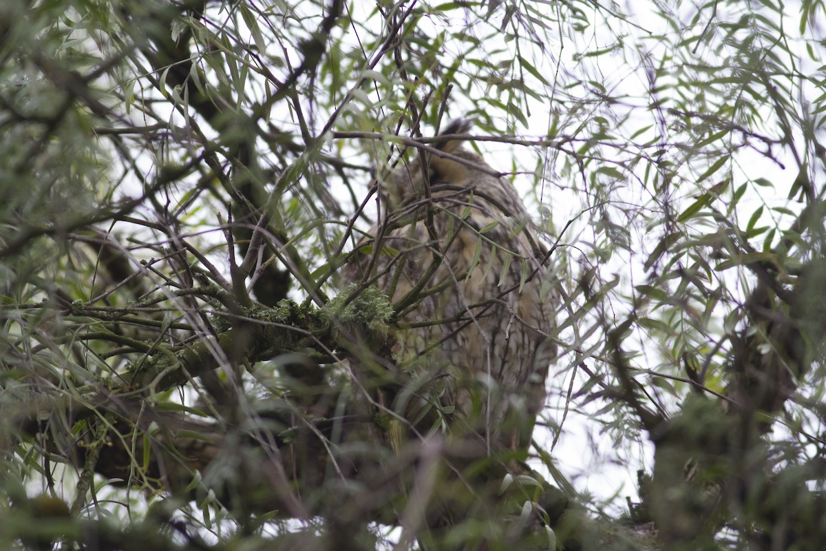 Long-eared Owl - Vasco Flores Cruz