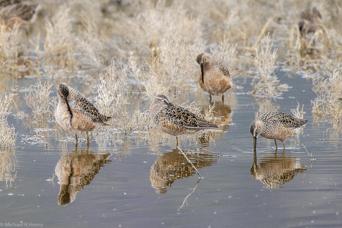 Long-billed Dowitcher - ML141646631