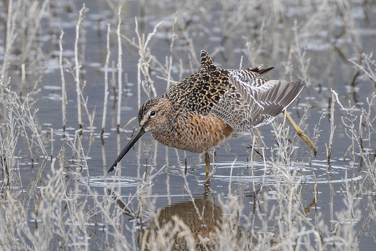 Long-billed Dowitcher - ML141646641