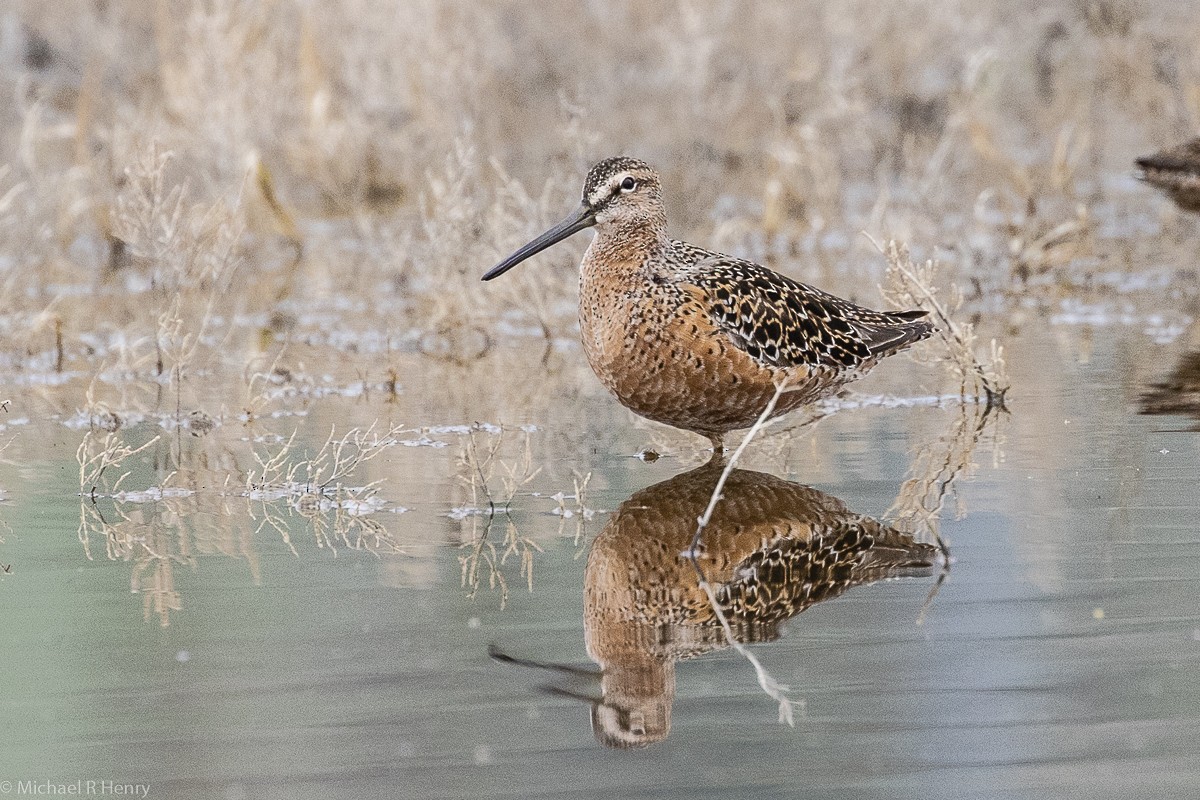 Long-billed Dowitcher - Michael Henry