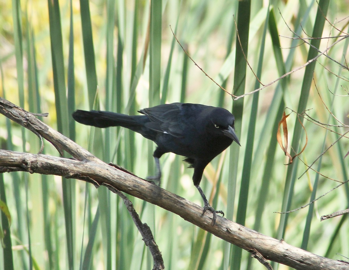 Great-tailed Grackle - ML141646951
