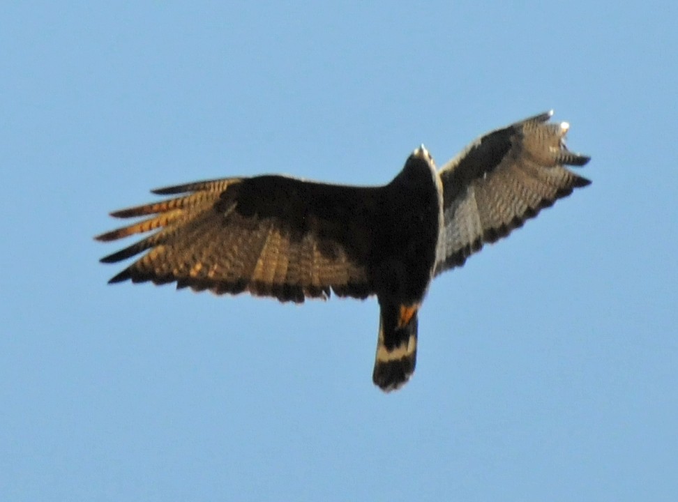 Zone-tailed Hawk - ML141646961