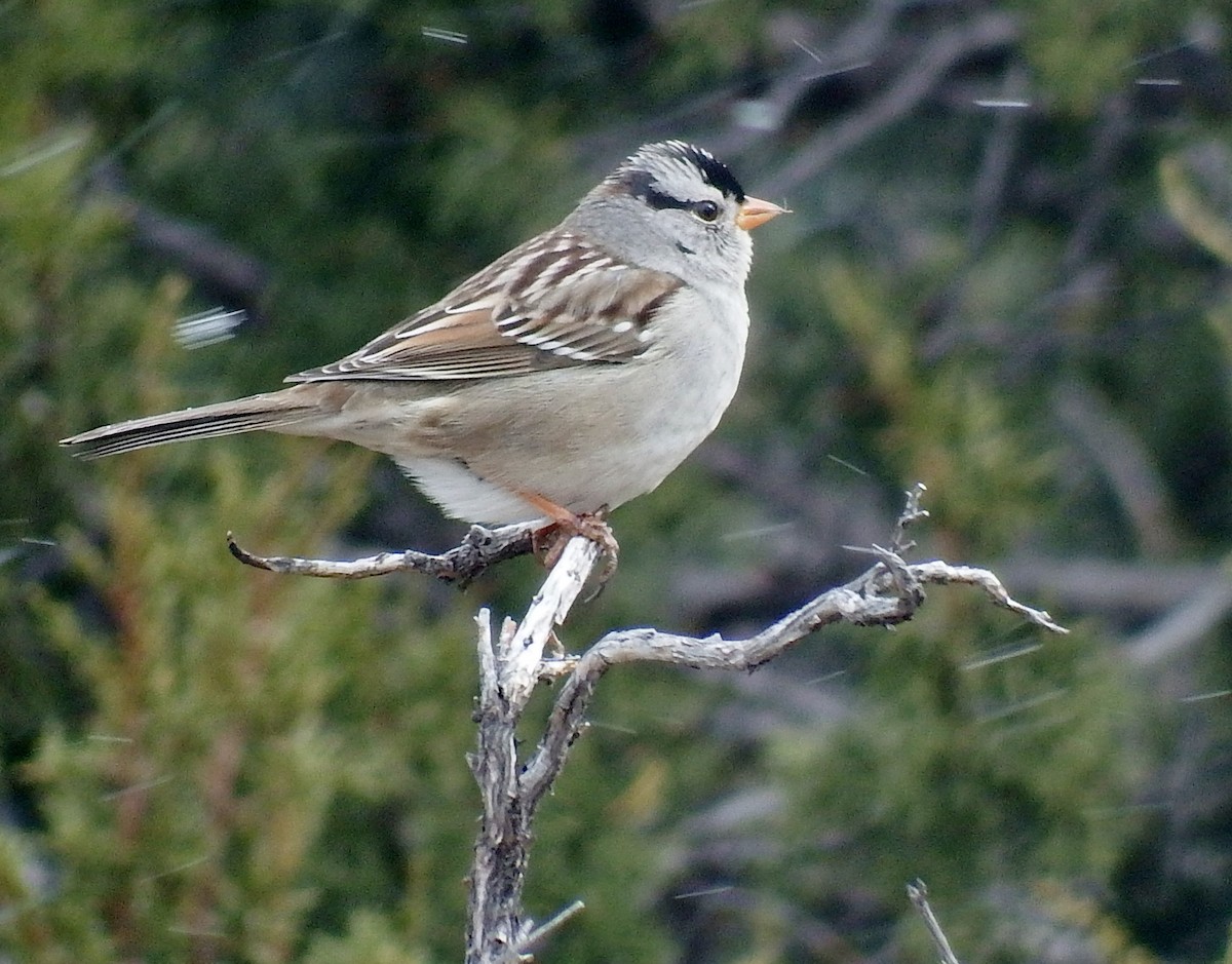 White-crowned Sparrow - ML141647061