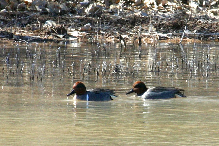Green-winged Teal - ML141647111