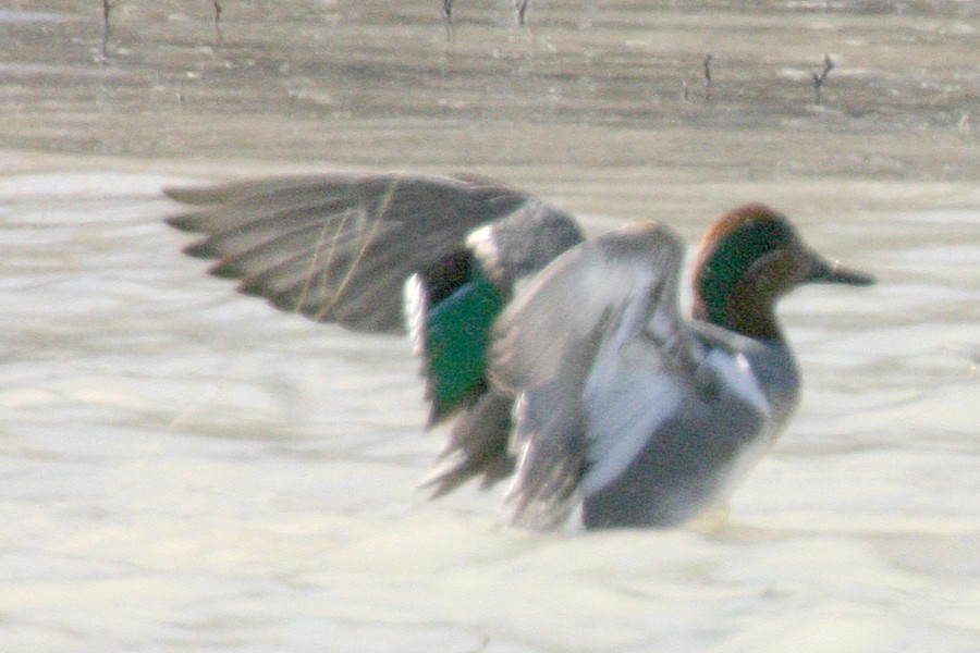 Green-winged Teal - ML141647141