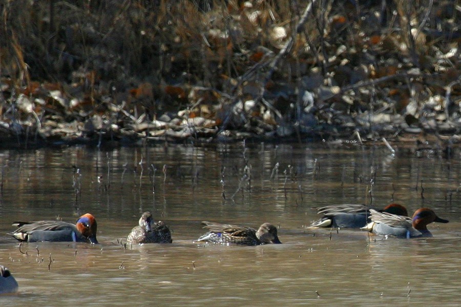 Green-winged Teal - ML141647171