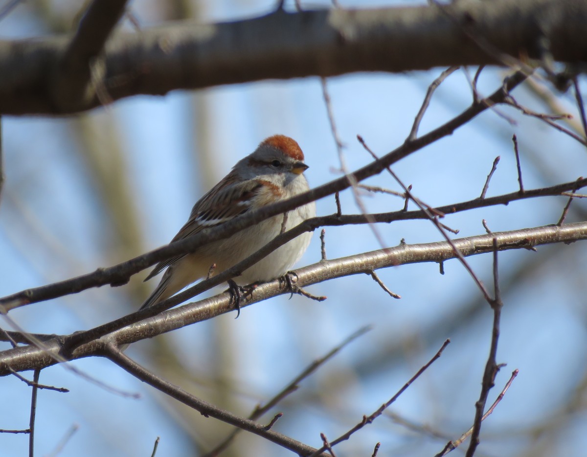American Tree Sparrow - Keith Leonard