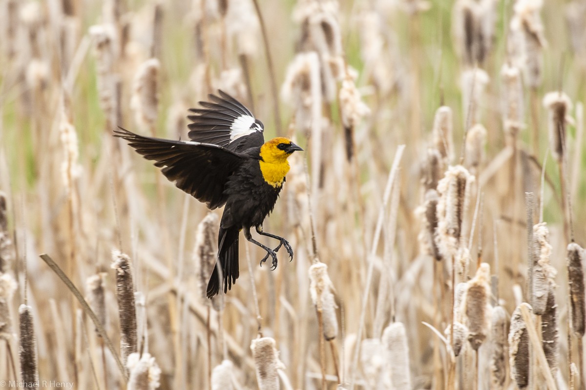 Yellow-headed Blackbird - ML141647841