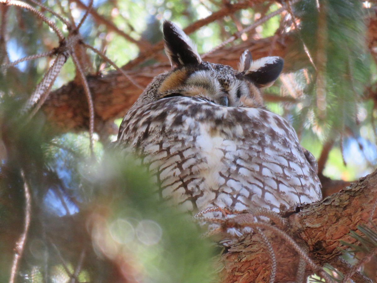Long-eared Owl - Keith Leonard